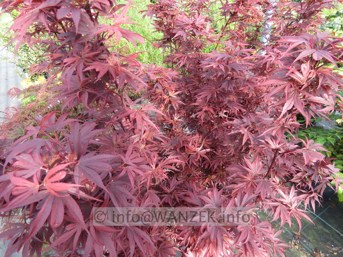 Acer palmatum Shaina - nah.JPG